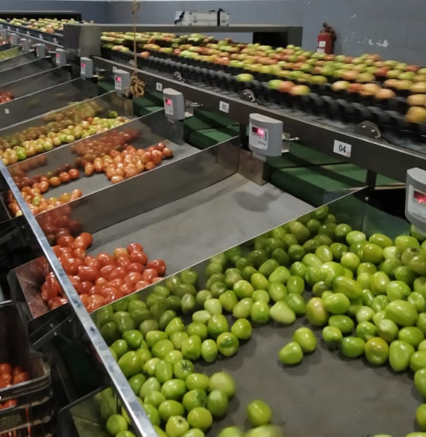 Calibrador Electrónico de Frutas